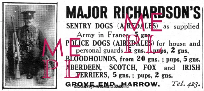 : Major Richardson's sentry dogs advertisement : Major Richardson's sentry dogs advertisement