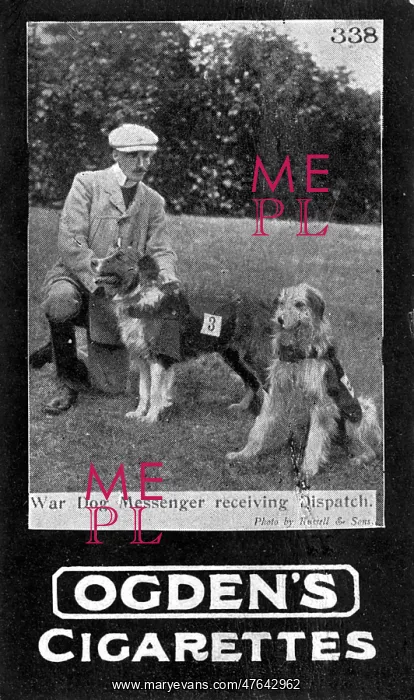 : Major Richardson's war dogs - bringing in a dispatch : Major Richardson's war dogs - bringing in a dispatch