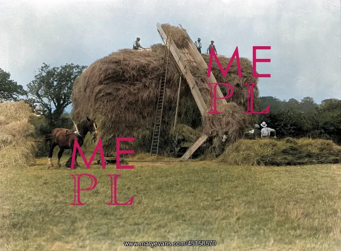 : MAKING A HAYSTACK : MAKING A HAYSTACK