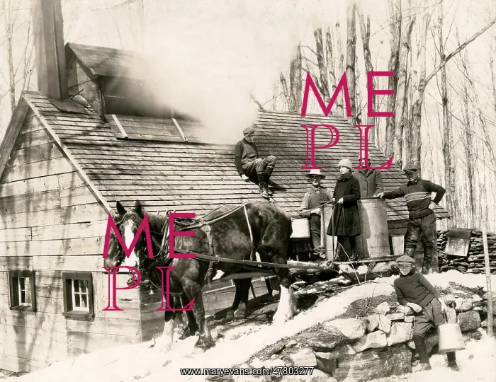 : Making maple syrup on a farm in Canada in the snow, c.1920's : Making maple syrup on a farm in Canada in the snow, c.1920's