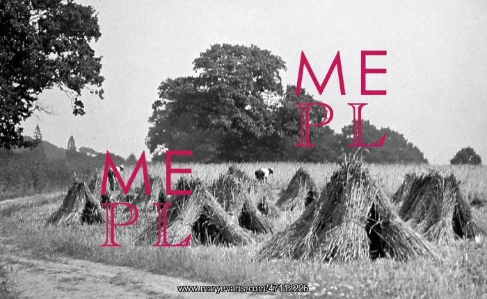  : Making sheaves during haymaking, Victorian period