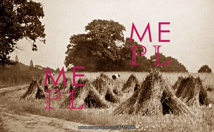  : Making sheaves during haymaking, Victorian period