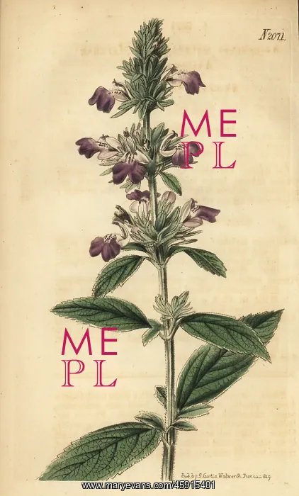 : Malabar catmint, Anisomeles malabarica : Malabar catmint, Anisomeles malabarica