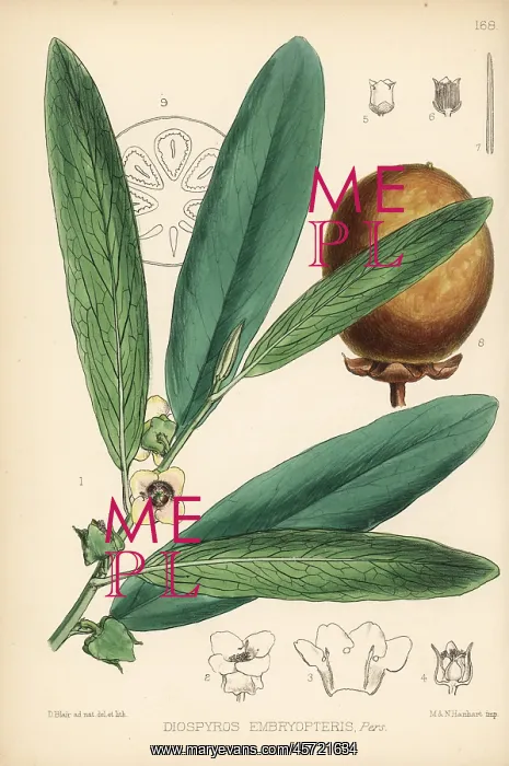 : Malabar ebony, Diospyros malabarica : Malabar ebony, Diospyros malabarica