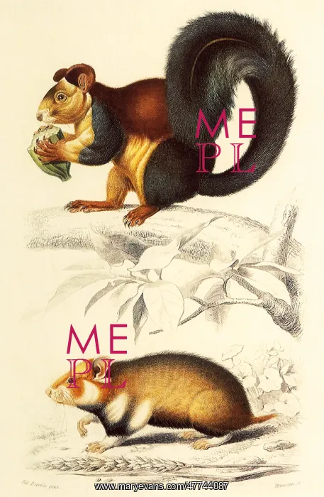  : A Malabar Giant Squirrel and a Hamster