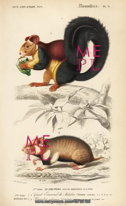 : Malabar giant squirrel, Ratufa indica, and : Malabar giant squirrel, Ratufa indica, and