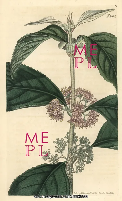: Malabar hoary callicarpa, Callicarpa cana : Malabar hoary callicarpa, Callicarpa cana