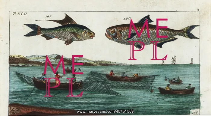: Malabar thryssa, Bloch's gizzard shad, and : Malabar thryssa, Bloch's gizzard shad, and