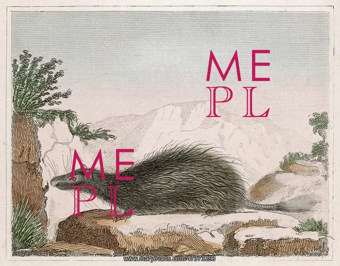 : MALACA PORCUPINE : MALACA PORCUPINE