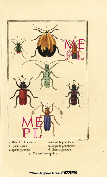 : Malachite beetle, net winged beetle, etc : Malachite beetle, net winged beetle, etc