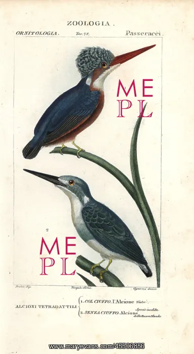 : Malachite kingfisher, Alcedo cristata, and : Malachite kingfisher, Alcedo cristata, and