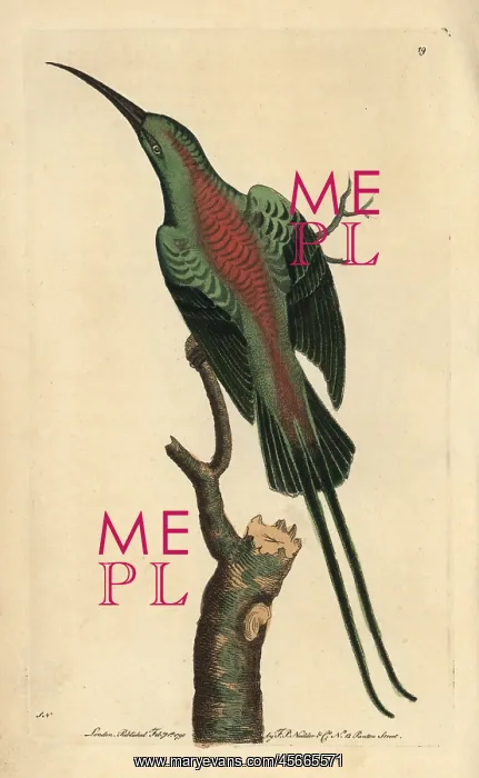 : Malachite sunbird or shining creeper, Nectarinia : Malachite sunbird or shining creeper, Nectarinia