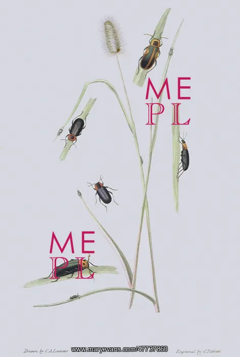 : Malachuius Beetles : Malachuius Beetles