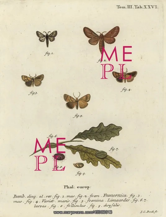 : Malacosoma franconicum moth and festoon, Apoda limacodes : Malacosoma franconicum moth and festoon, Apoda limacodes