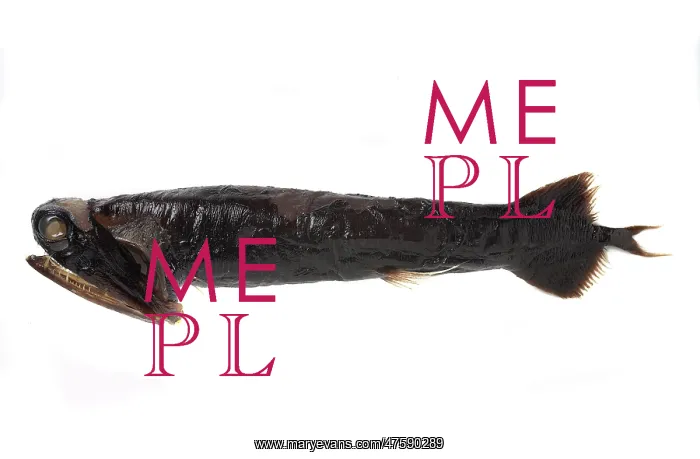 : Malacosteus niger, stoplight loosejaw : Malacosteus niger, stoplight loosejaw
