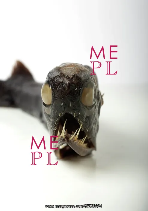 : Malacosteus niger, stoplight loosejaw : Malacosteus niger, stoplight loosejaw