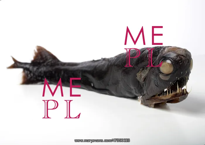 : Malacosteus niger, stoplight loosejaw : Malacosteus niger, stoplight loosejaw