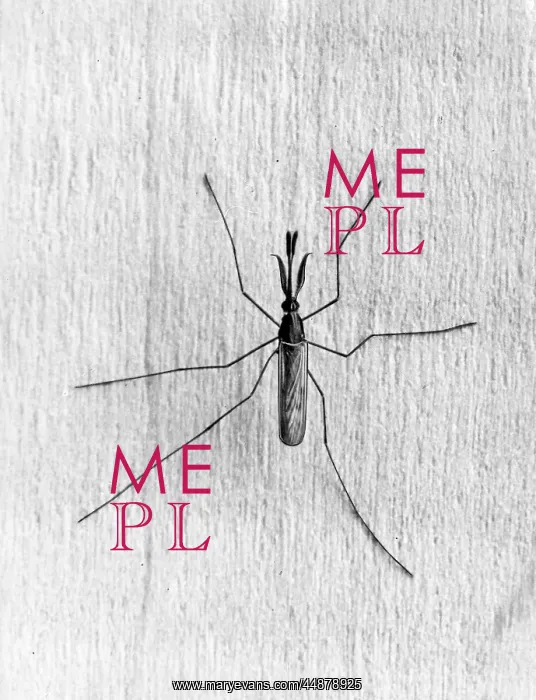  : MALARIA MOSQUITO