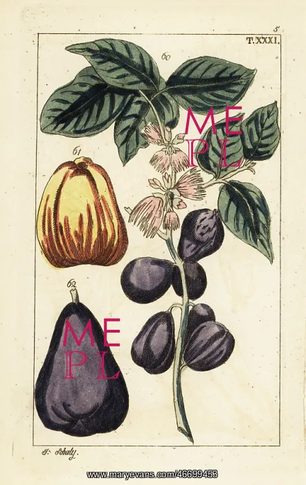 : Malay apple, Syzygium malaccense : Malay apple, Syzygium malaccense