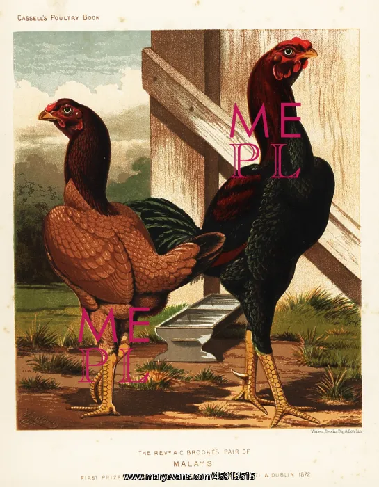 : Malay cock and hen : Malay cock and hen