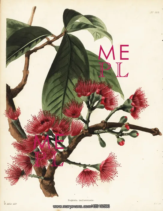 : Malay rose apple, Syzygium malaccense : Malay rose apple, Syzygium malaccense
