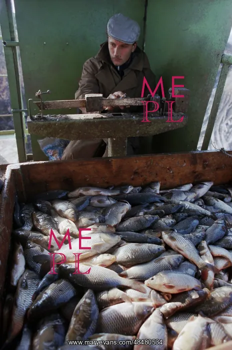 : Malaya Istra fish factory : Malaya Istra fish factory