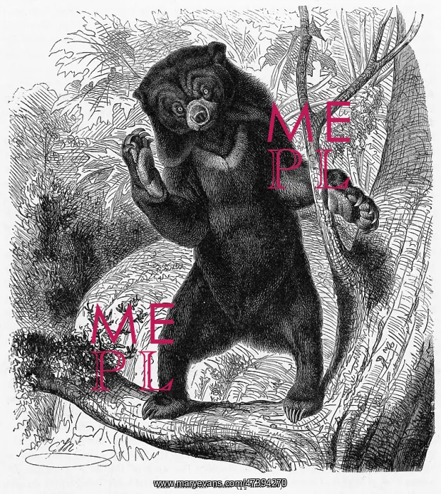 : MALAYAN BEAR : MALAYAN BEAR