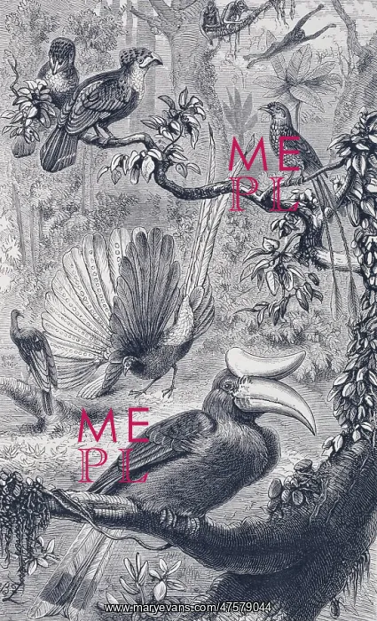: A Malayan forest, with its characteristic birds : A Malayan forest, with its characteristic birds