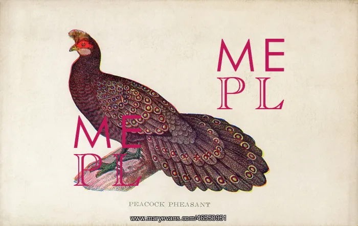 : Malayan Peacock-Pheasant : Malayan Peacock-Pheasant