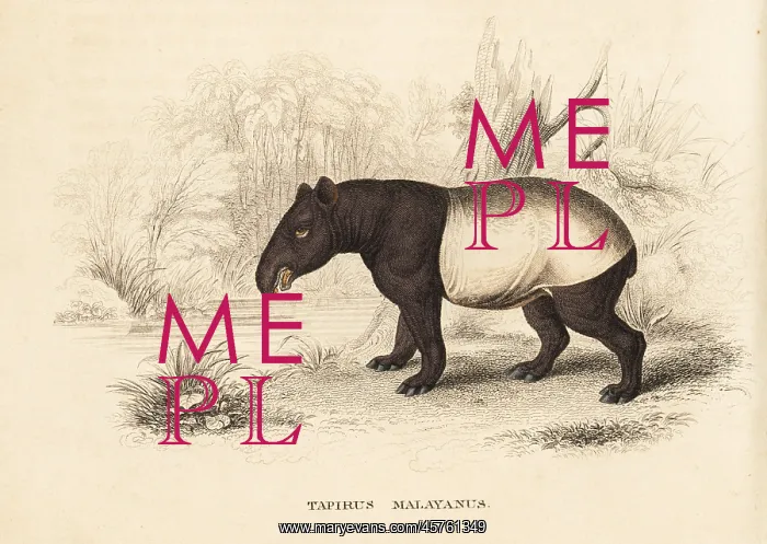  : Malayan tapir, Tapirus indicus. Endangered