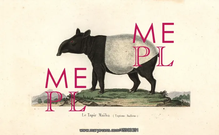 : Malayan tapir, Tapirus indicus. Endangered : Malayan tapir, Tapirus indicus. Endangered