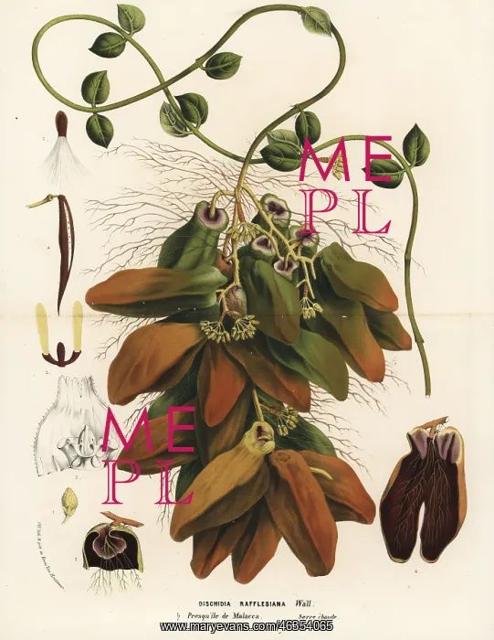 : Malayan urn vine, Dischidia major : Malayan urn vine, Dischidia major