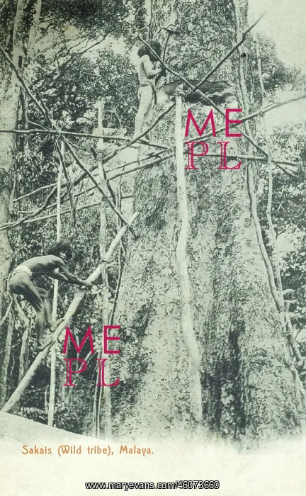 : Malaysia - Men of the Sakai tribe : Malaysia - Men of the Sakai tribe