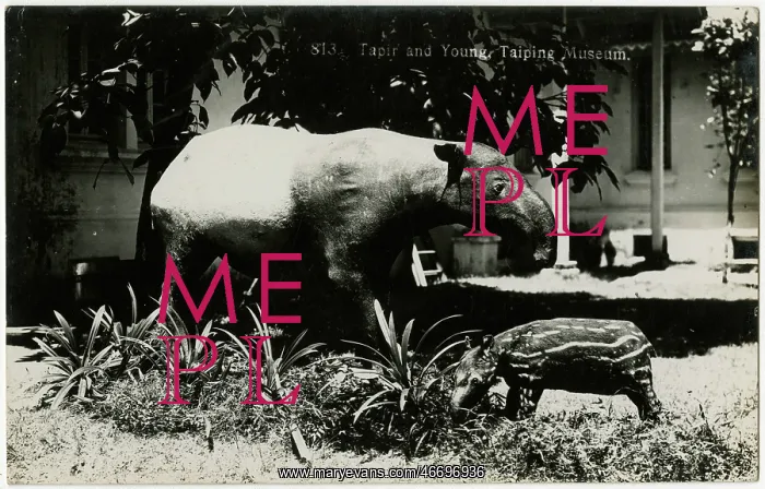  : Malaysia - Stuffed Tapir and Young - Perak Museum, Taiping