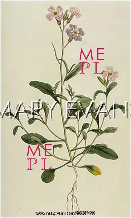 : MALCOLMIA MARITIMA : MALCOLMIA MARITIMA