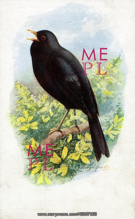 : Male Blackbird Singing : Male Blackbird Singing