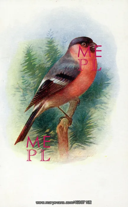 : Male Bullfinch : Male Bullfinch