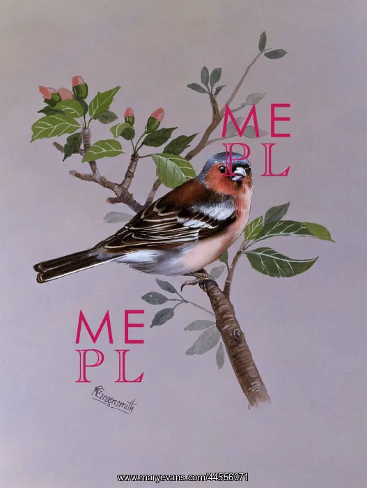 : A male Chaffinch : A male Chaffinch