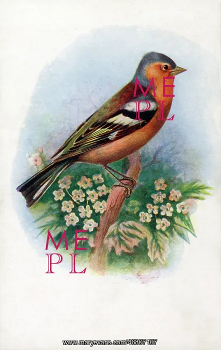 : Male Chaffinch : Male Chaffinch