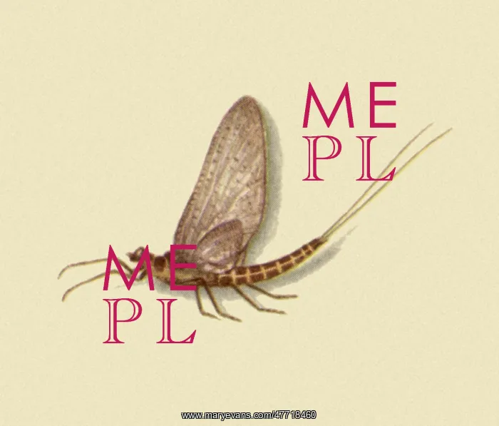 : Male Dun Mayfly : Male Dun Mayfly