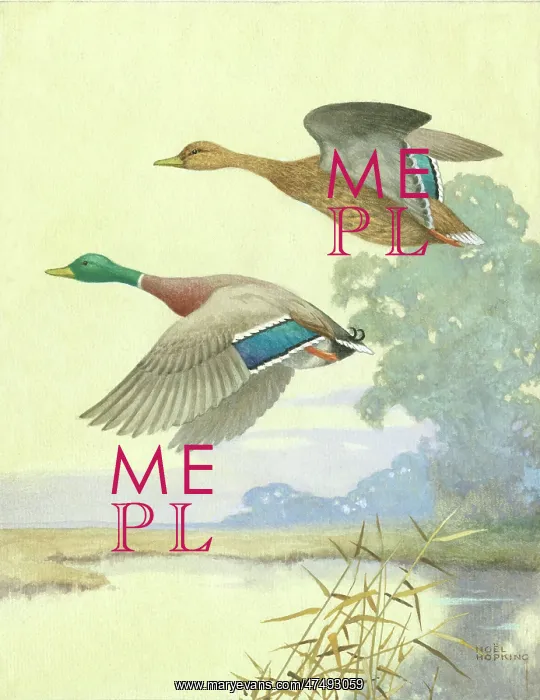  : Male and female mallards in flight