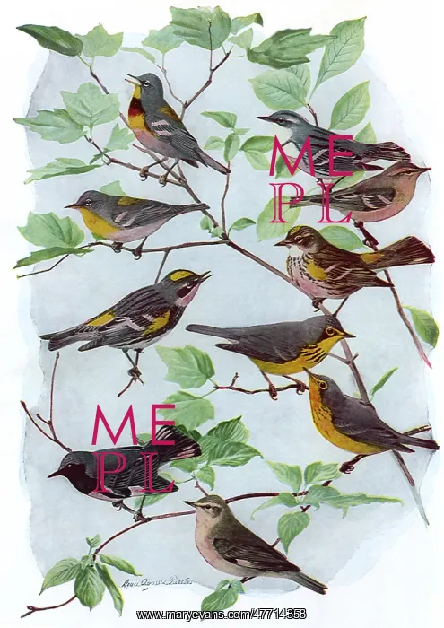  : Male, Female Warblers