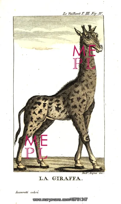  : Male giraffe, Giraffa camelopardalis