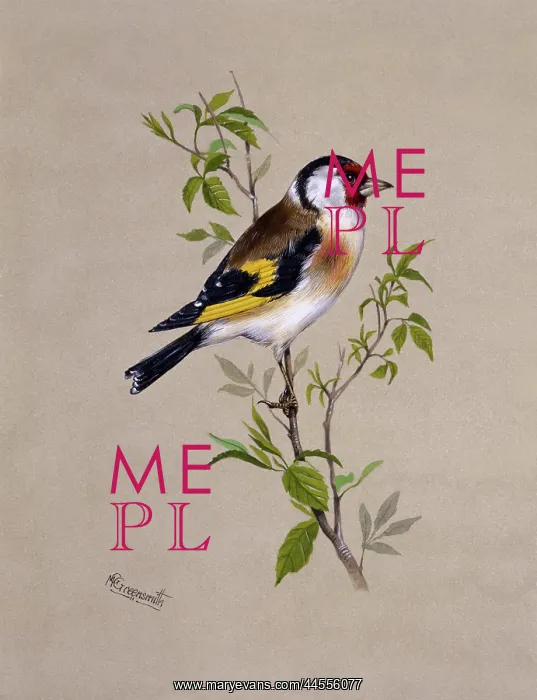 : A male Goldfinch : A male Goldfinch