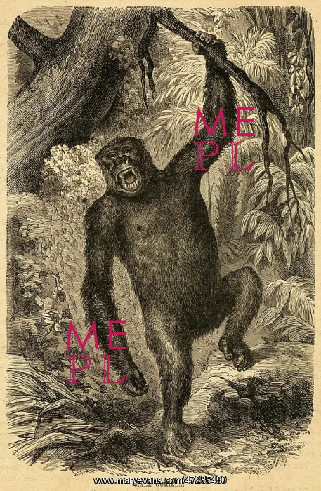  : MALE GORILLA