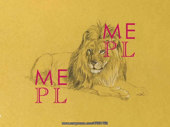  : Male lion. A male lion lying down