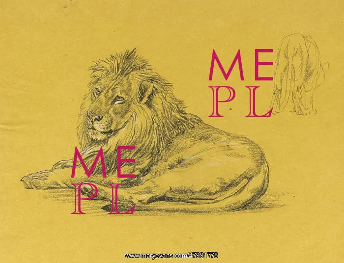 : A male lion : A male lion