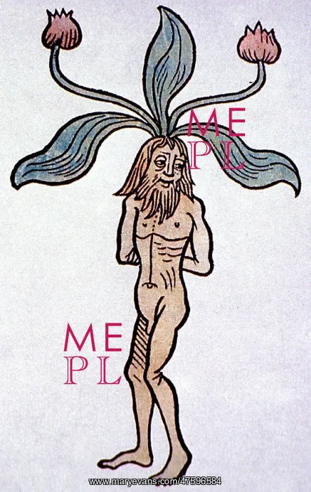 : Male Mandrake, Alchemy Plant : Male Mandrake, Alchemy Plant