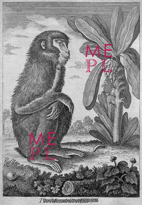  : Male mandrill