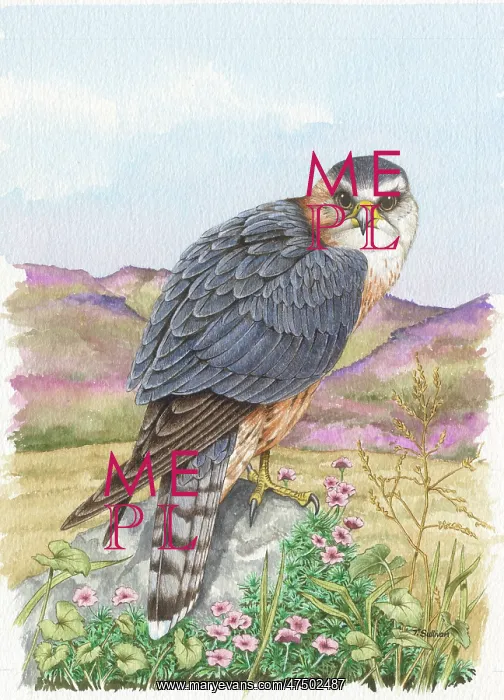 : Male Merlin in Moorland Setting : Male Merlin in Moorland Setting
